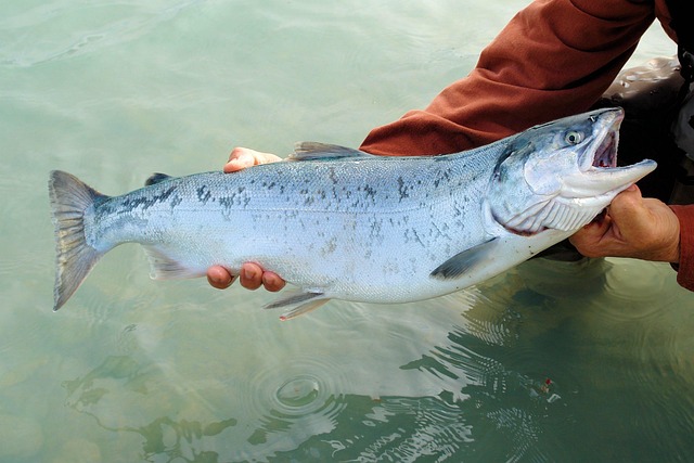 魚類1.jpg